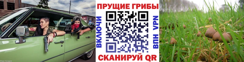 как найти закладки  Белый  Псилоцибиновые грибы GOLDEN TEACHER 
